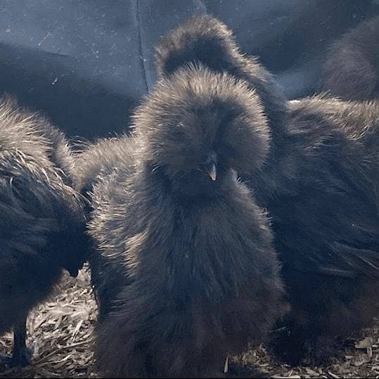 Chicks 0
