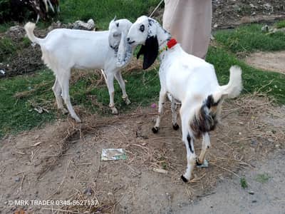 BAKRI
