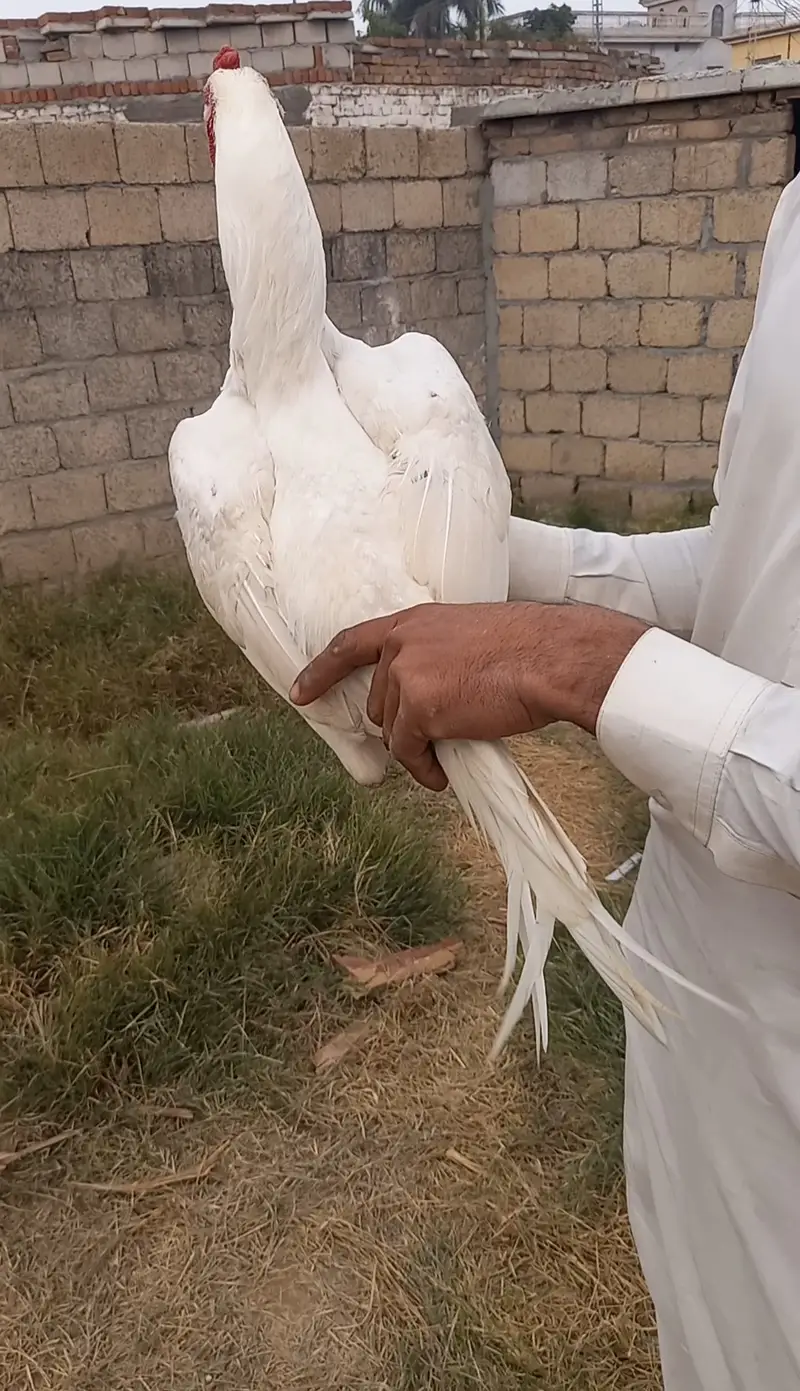 Best aseel — photo 6