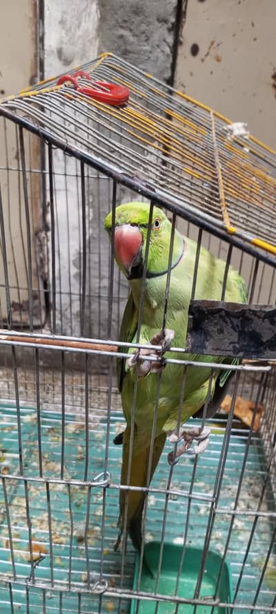 green parrot very smart and healthy  with cage