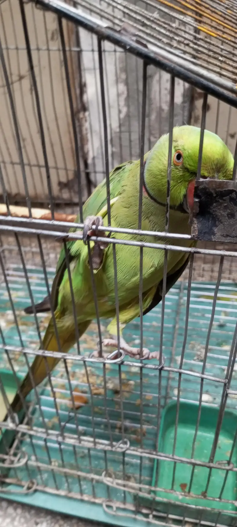 green parrot very smart and healthy  with cage — photo 2
