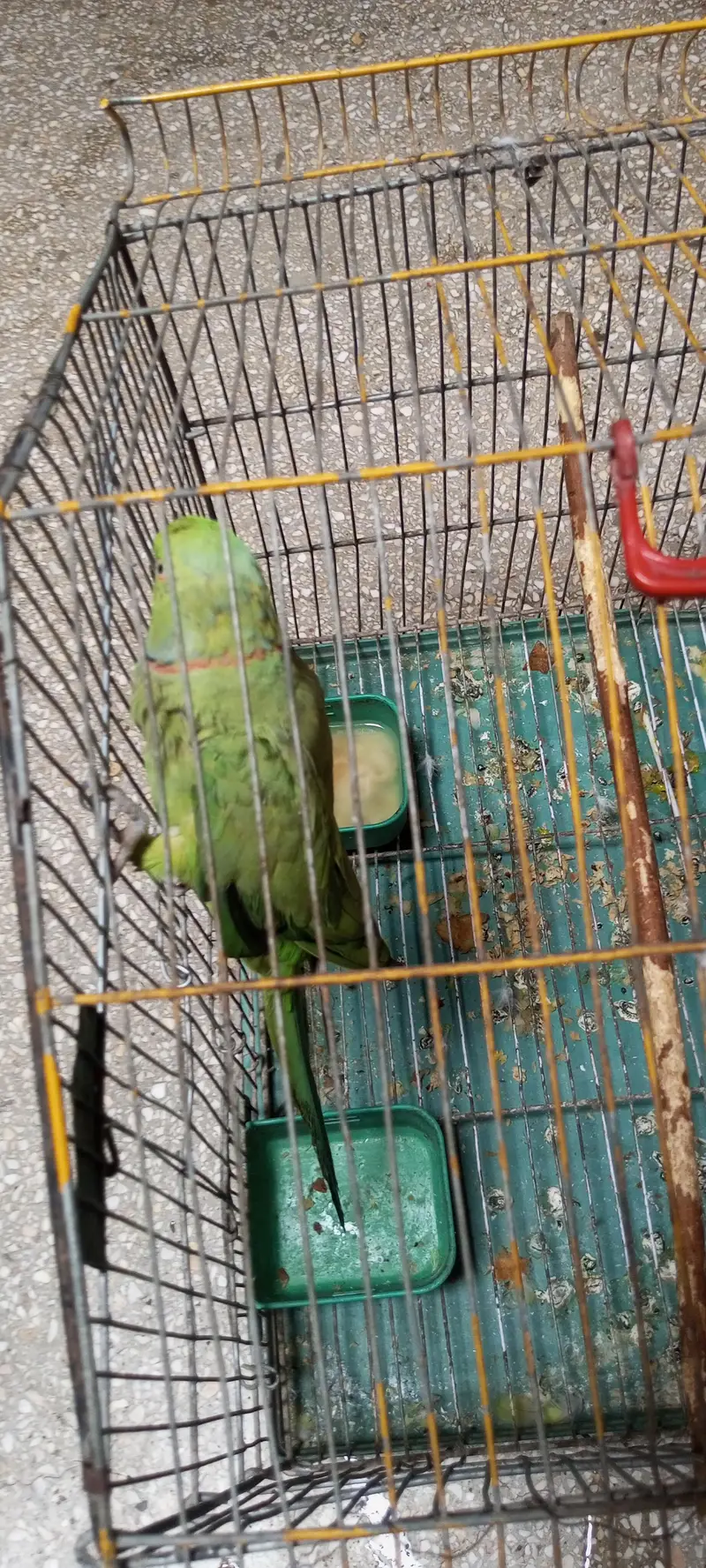 green parrot very smart and healthy  with cage — photo 3