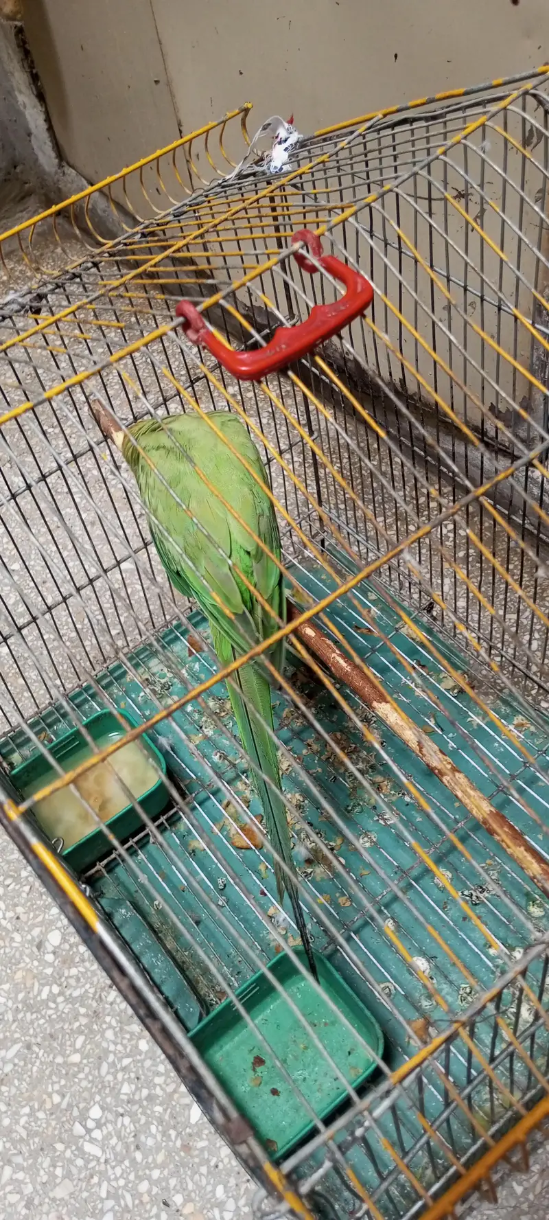 green parrot very smart and healthy  with cage — photo 4