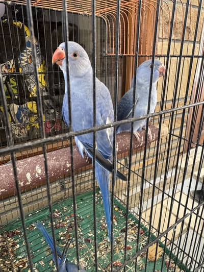 Violet DF Split CT Self Tame Birds