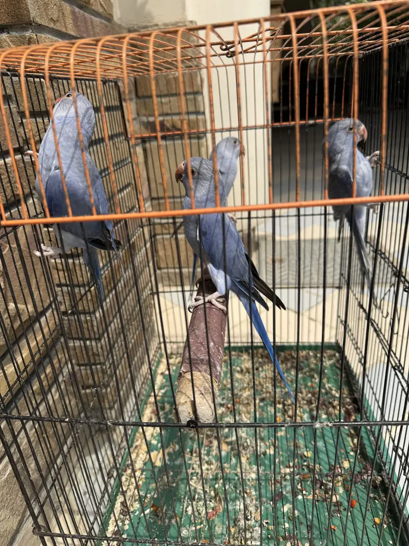 Violet DF Split CT Self Tame Birds — photo 2