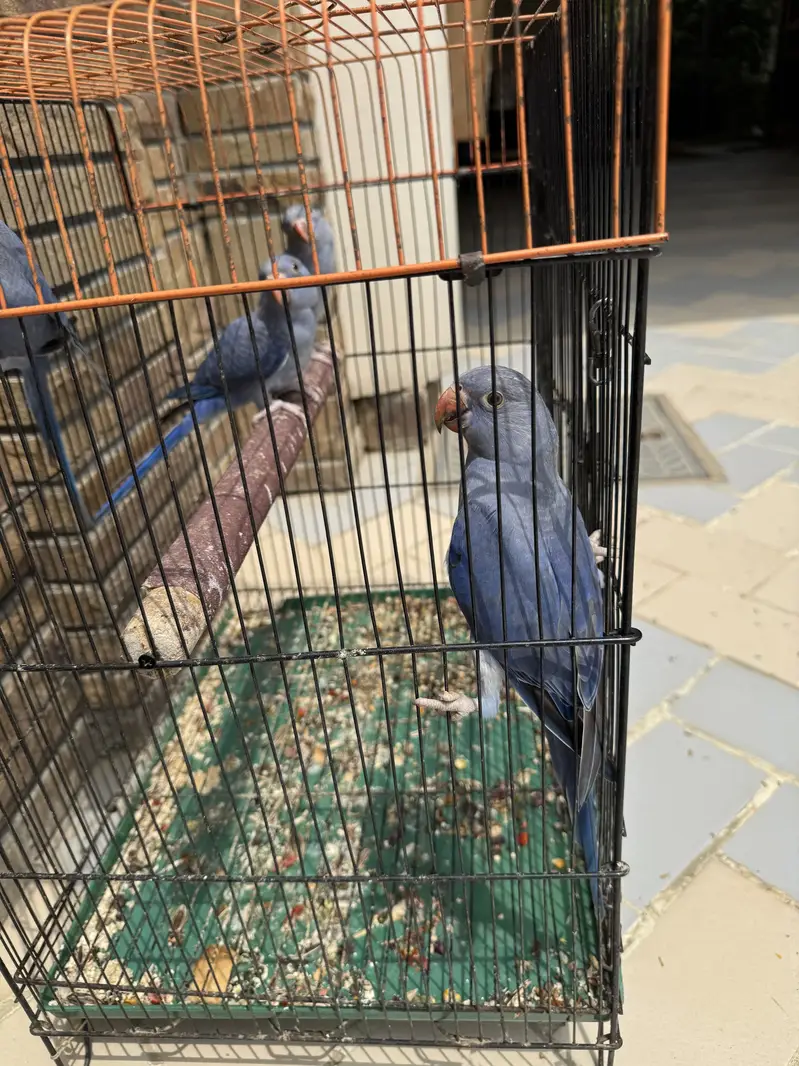 Violet DF Split CT Self Tame Birds — photo 3