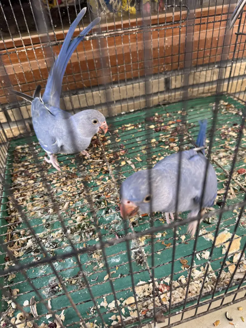 Violet DF Split CT Self Tame Birds — photo 4