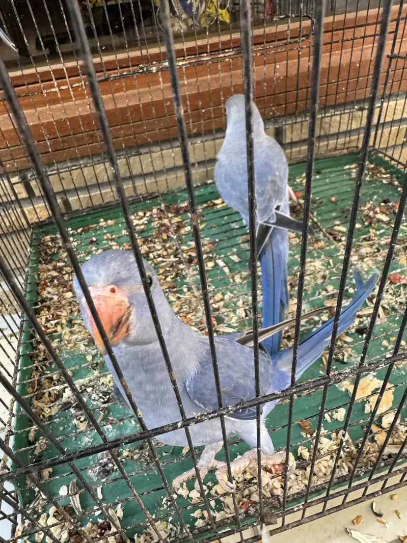Violet DF Split CT Self Tame Birds — photo 5