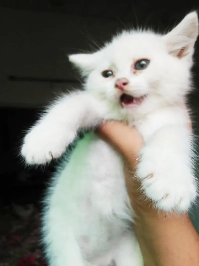 White Persian Female Kittens. 50 Days Old Healthy & Active[03318386875] — photo 5