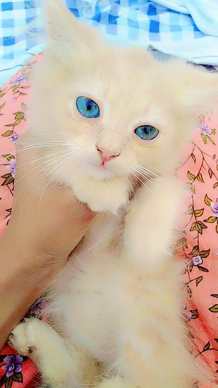 male baby cat — photo 3