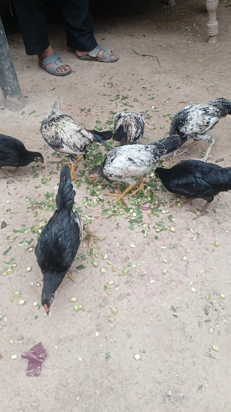 دیسی مرغیاں دستیاب ہے — photo 2