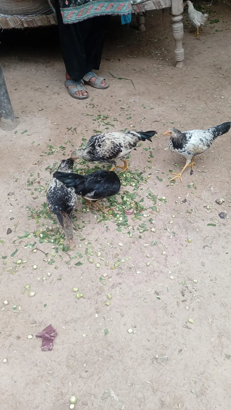 دیسی مرغیاں دستیاب ہے — photo 3