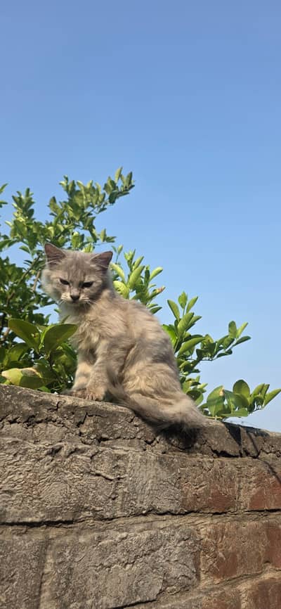 Persian kitten