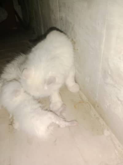 White Persian Cat for Sale – Healthy & Beautiful