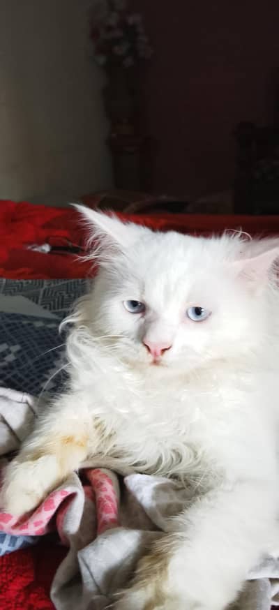 persian cat Tripell coth