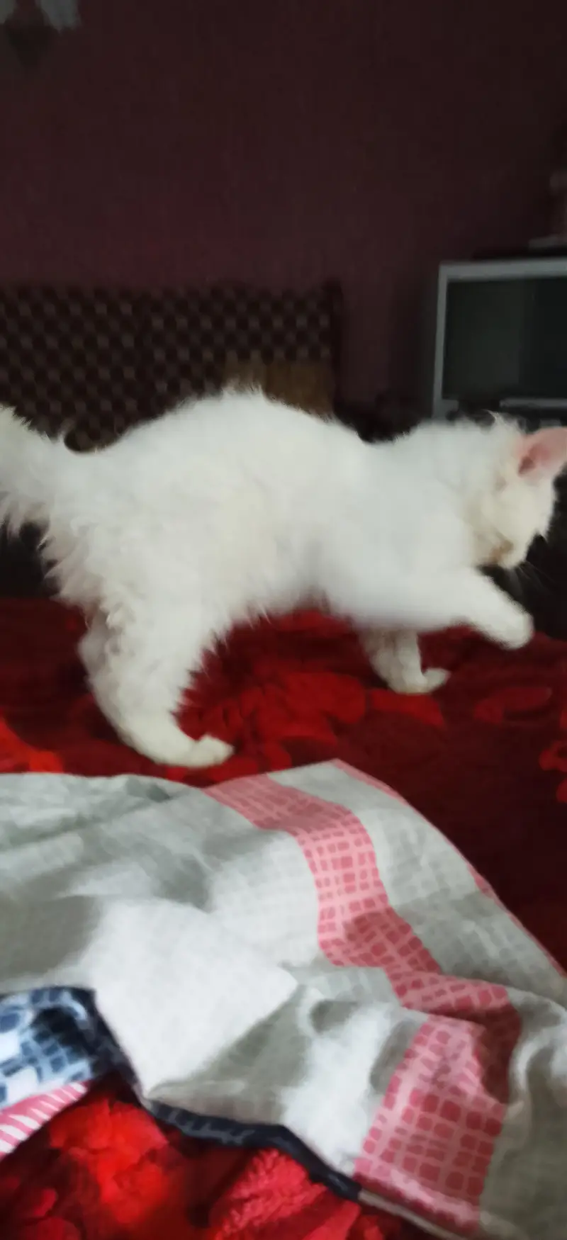 persian cat Tripell coth — photo 2