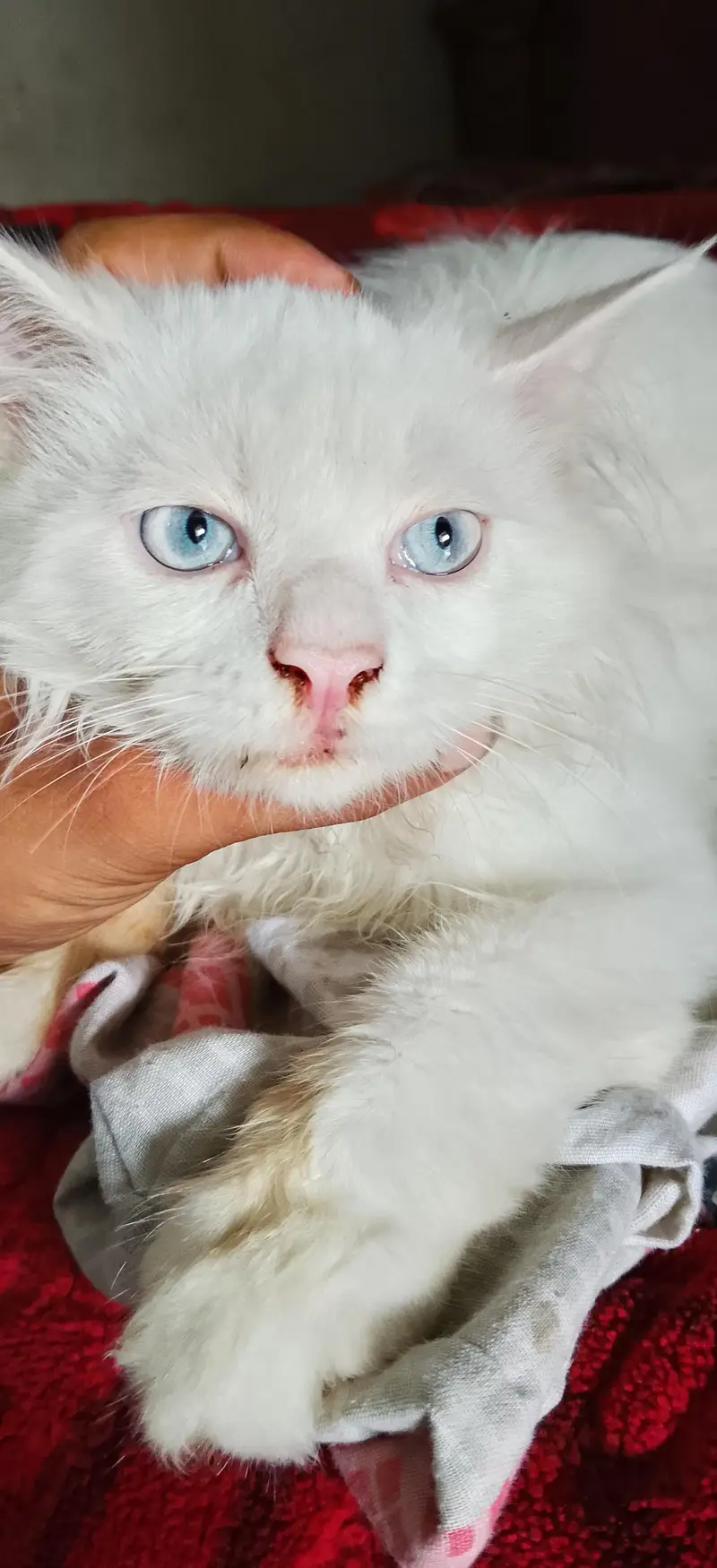 persian cat Tripell coth — photo 3