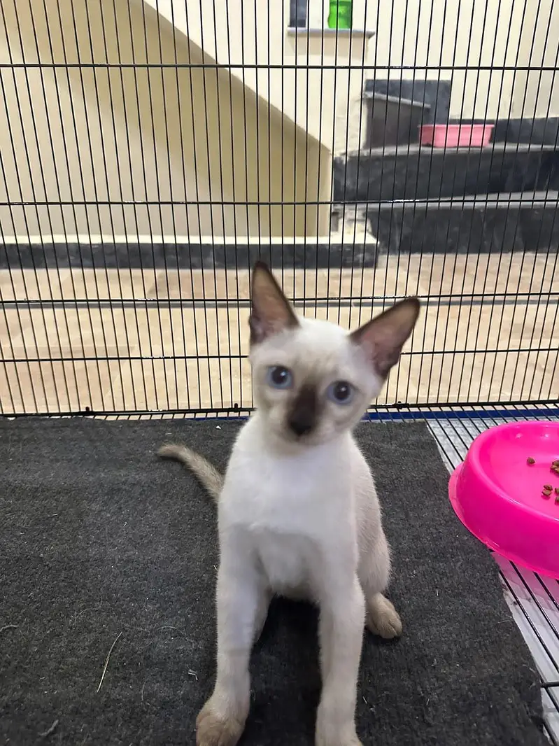 Siamese blue eye — photo 3