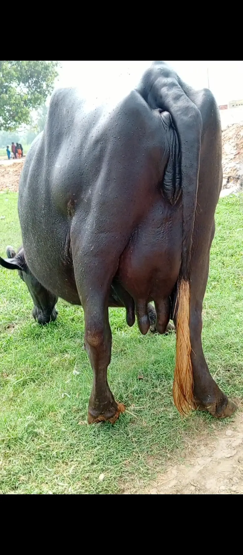 For Sale: نیلی راوی گبھن بھینس — photo 3