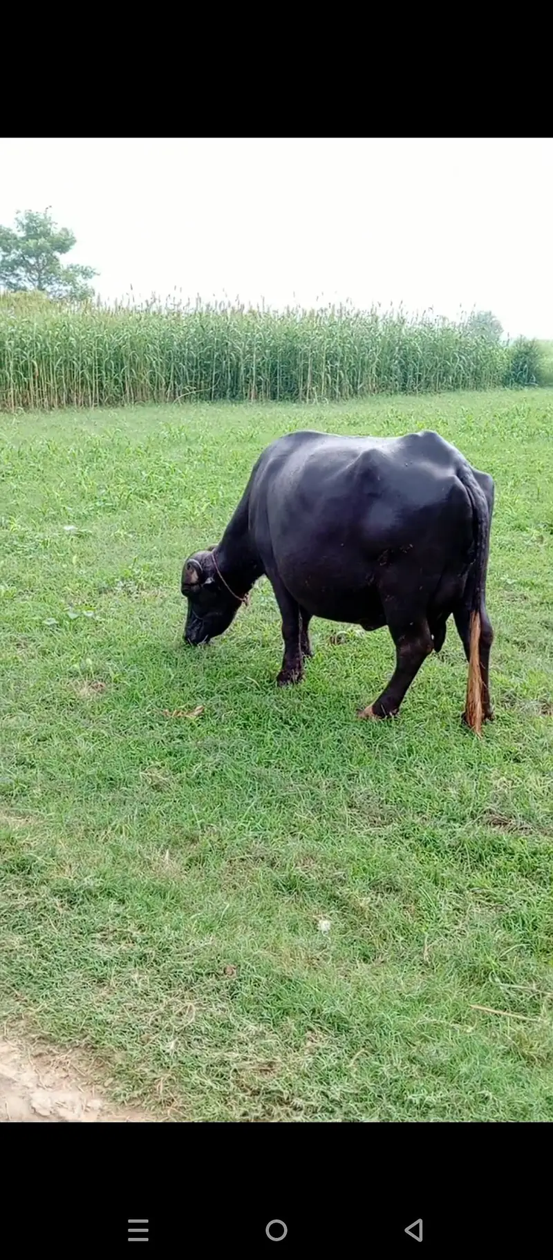 For Sale: نیلی راوی گبھن بھینس — photo 10