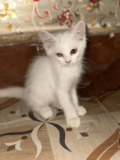 White cat 40 days persian