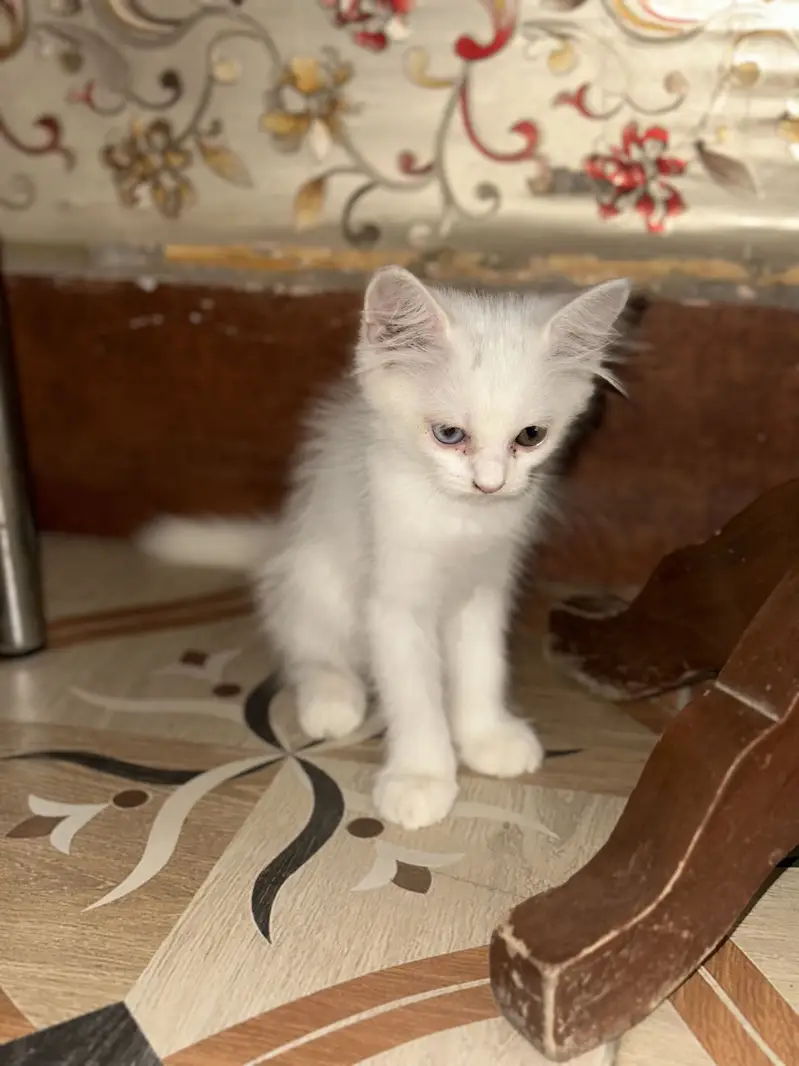 White cat 40 days persian — photo 2