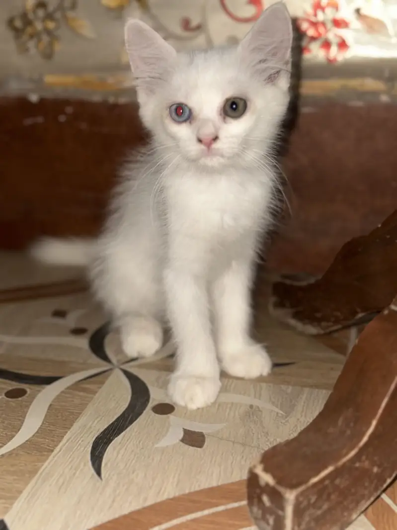 White cat 40 days persian — photo 3