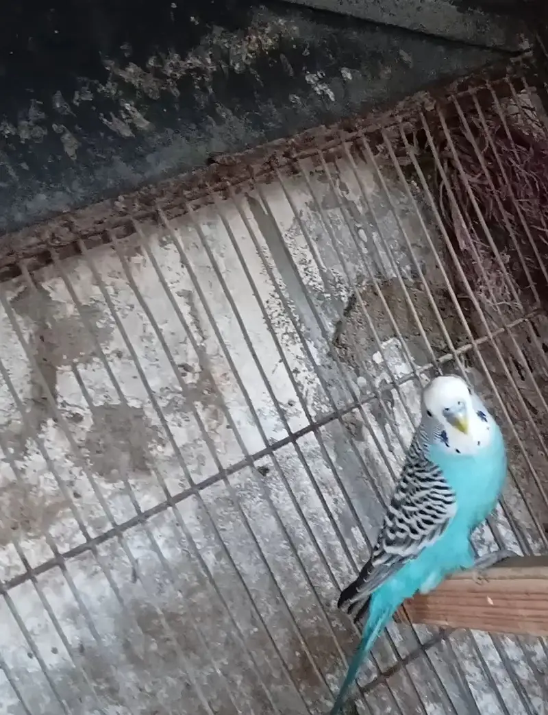 Olx budgie  parrot — photo 2