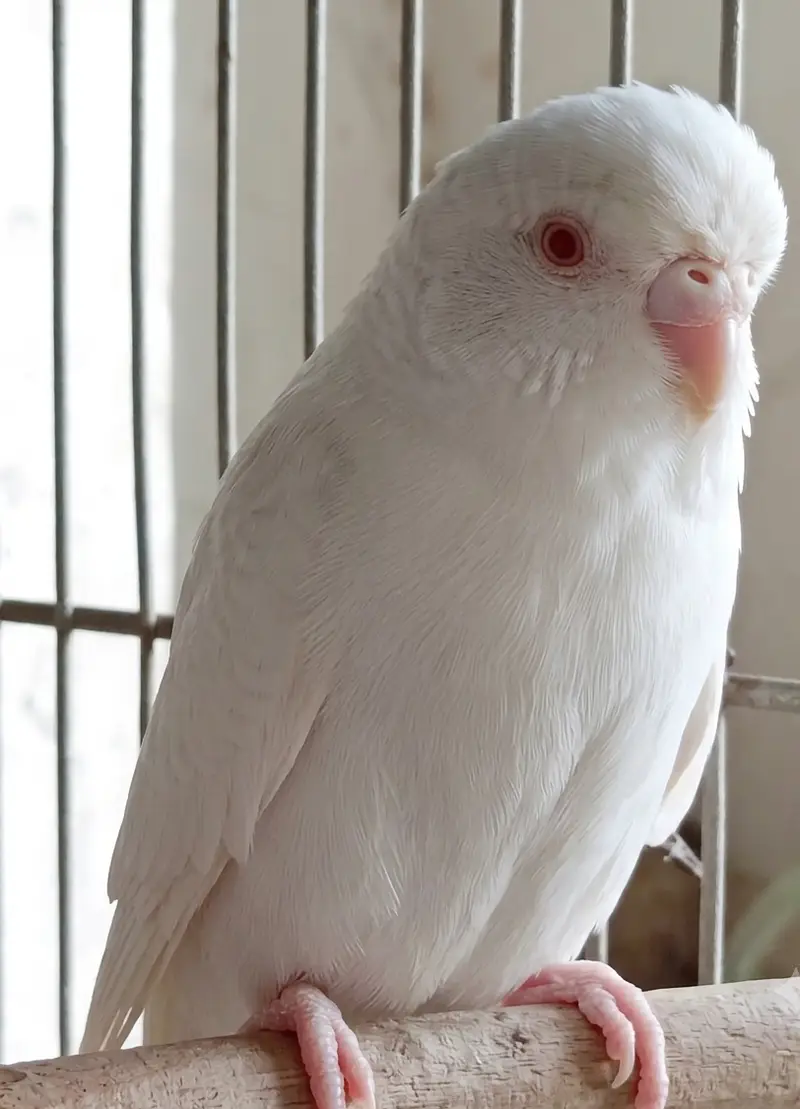 Olx budgie  parrot — photo 3