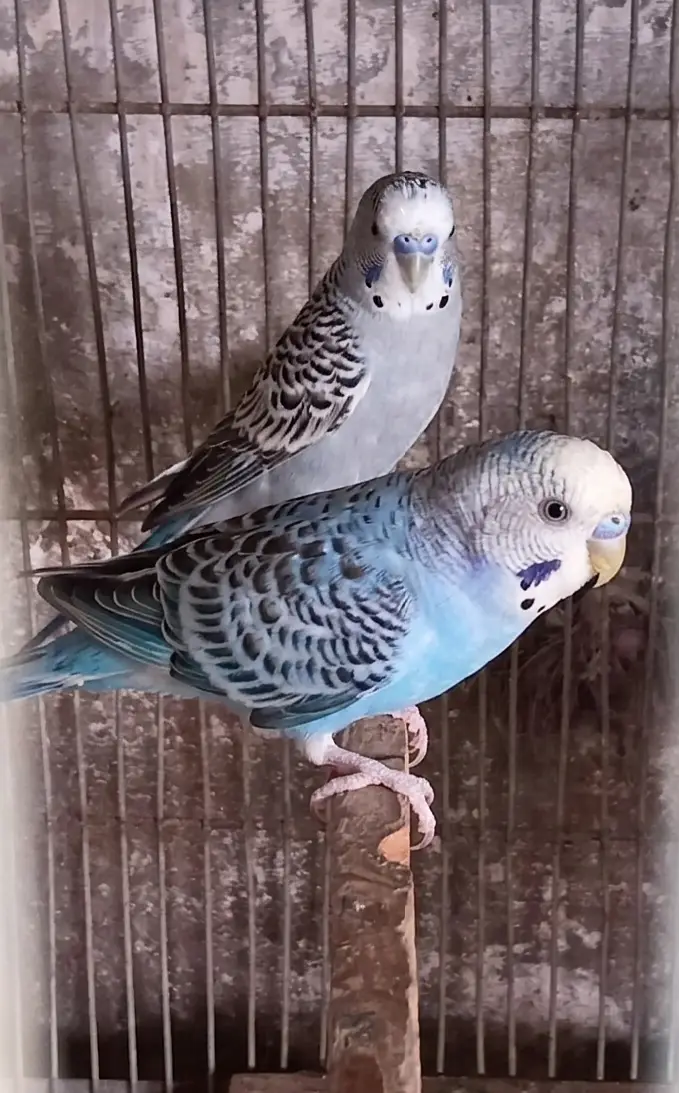 Olx budgie  parrot — photo 4
