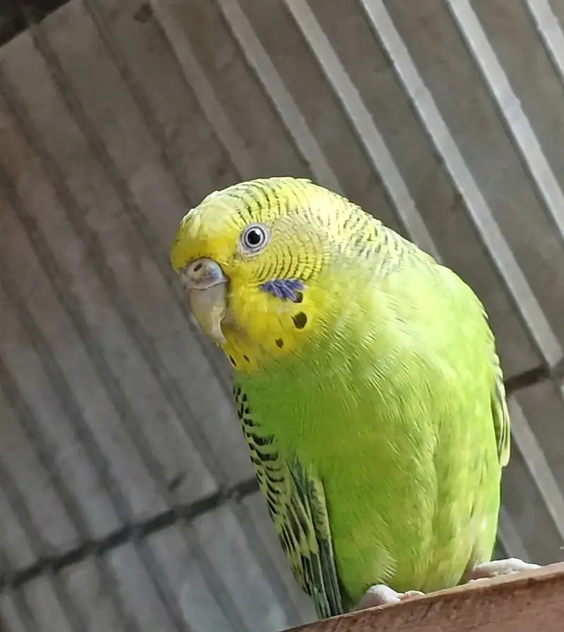 Olx budgie  parrot — photo 5