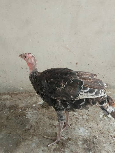 Turkeys bird