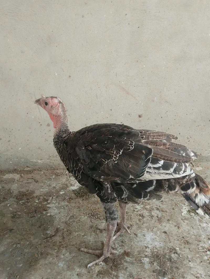 Turkeys bird