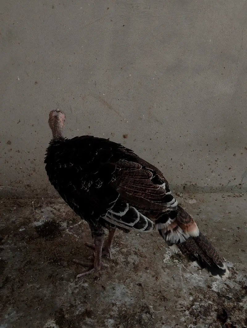 Turkeys bird — photo 2