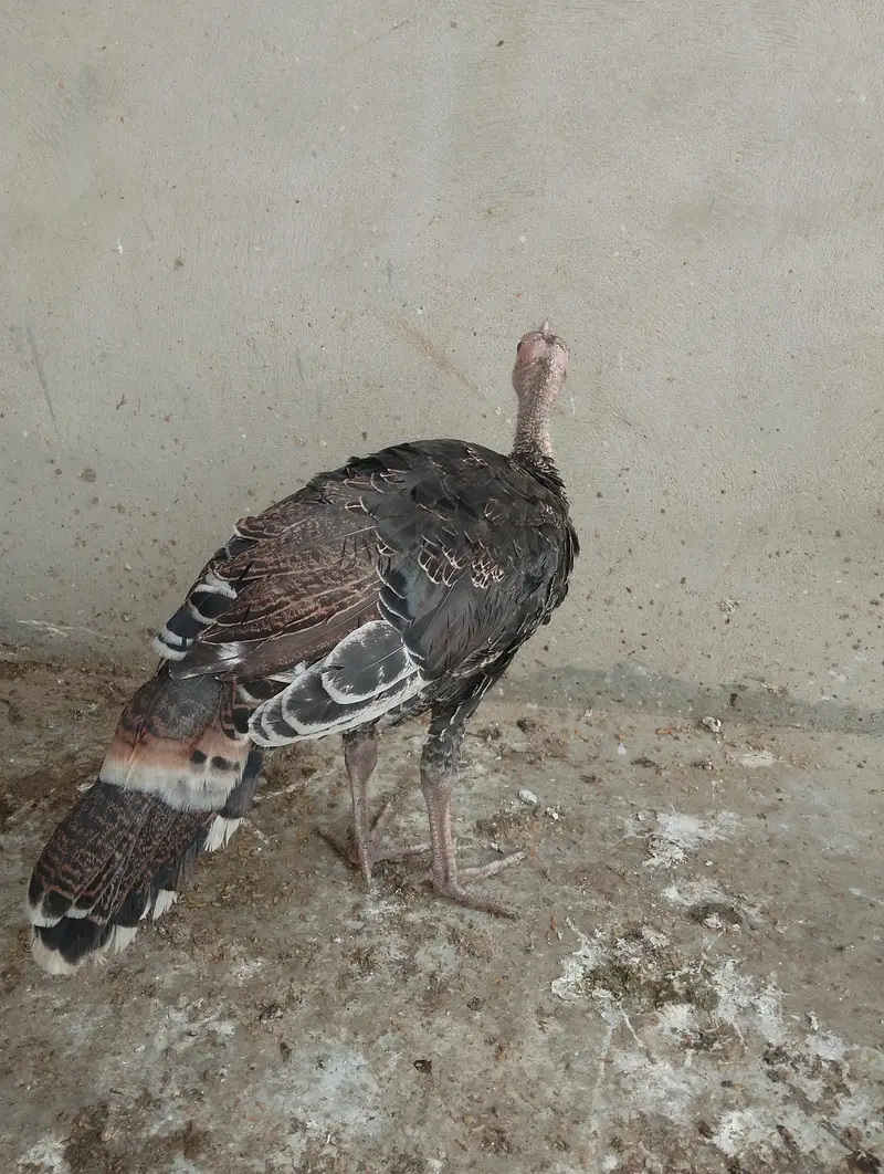 Turkeys bird — photo 3