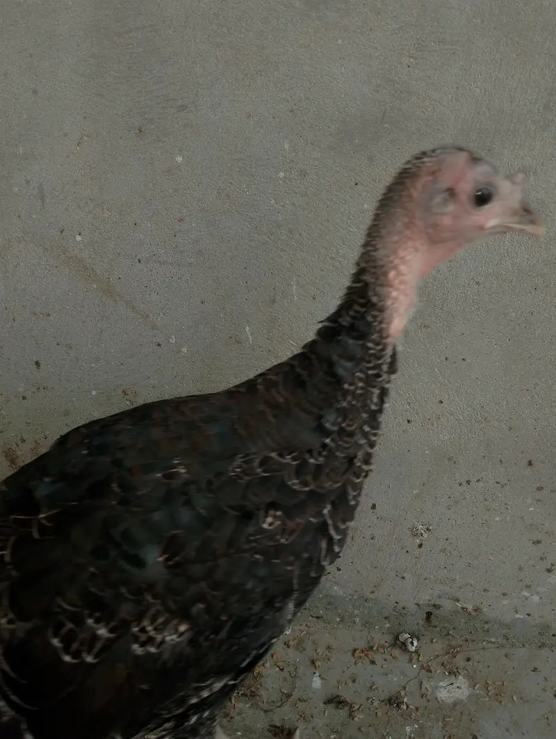 Turkeys bird — photo 4