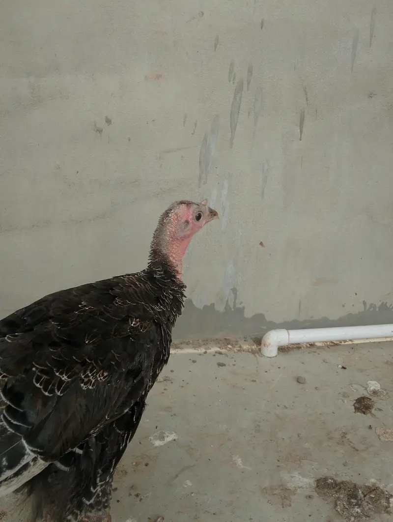 Turkeys bird — photo 5