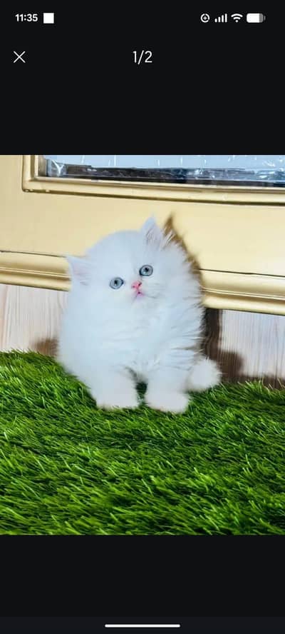 Persian kitten for sale healthy and active contact number 03297533119