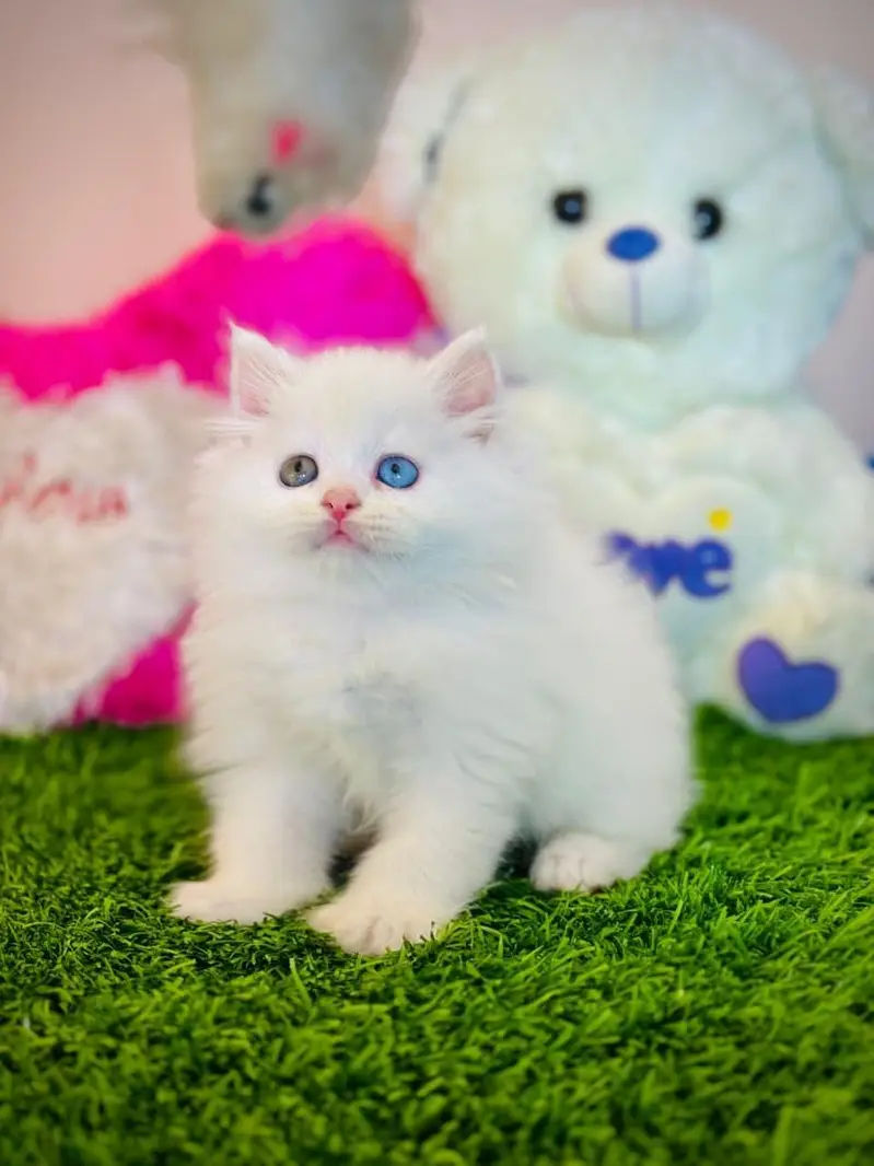 Persian kitten for sale healthy and active contact number 03297533119 — photo 3