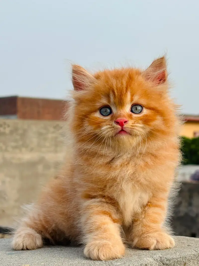 Persian kitten for sale healthy and active contact number 03297533119 — photo 4