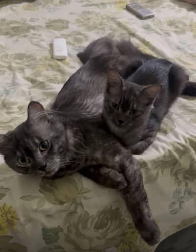 Cats for sale