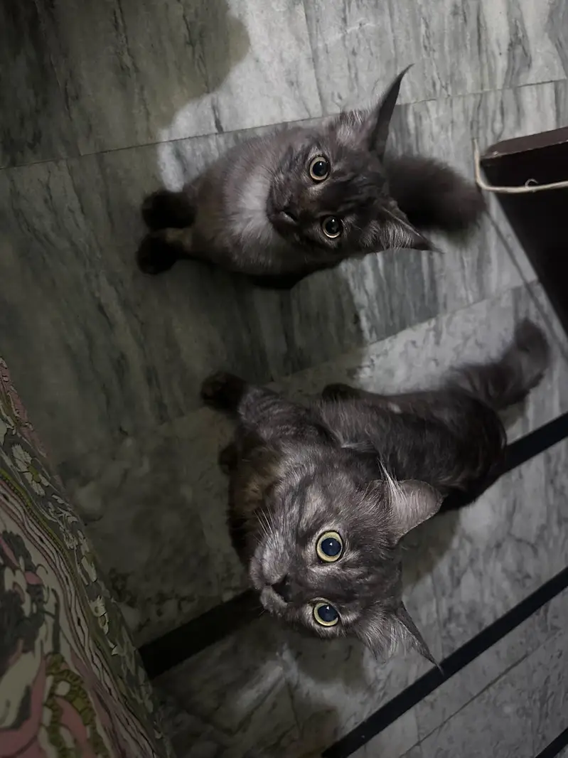 Cats for sale — photo 2