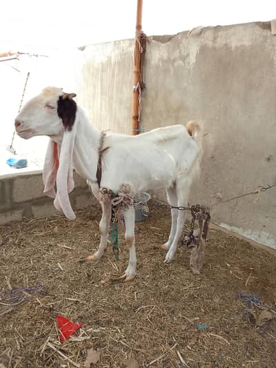 bakri