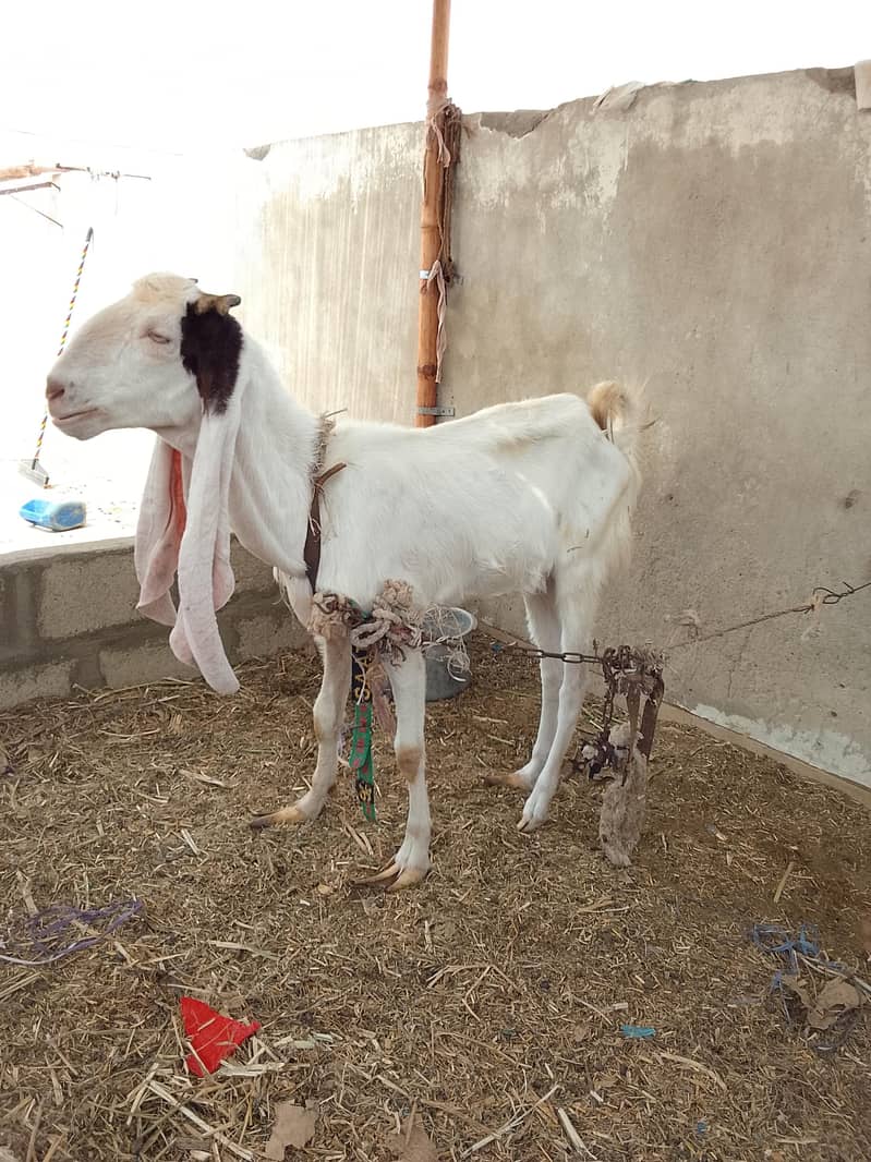 bakri 0