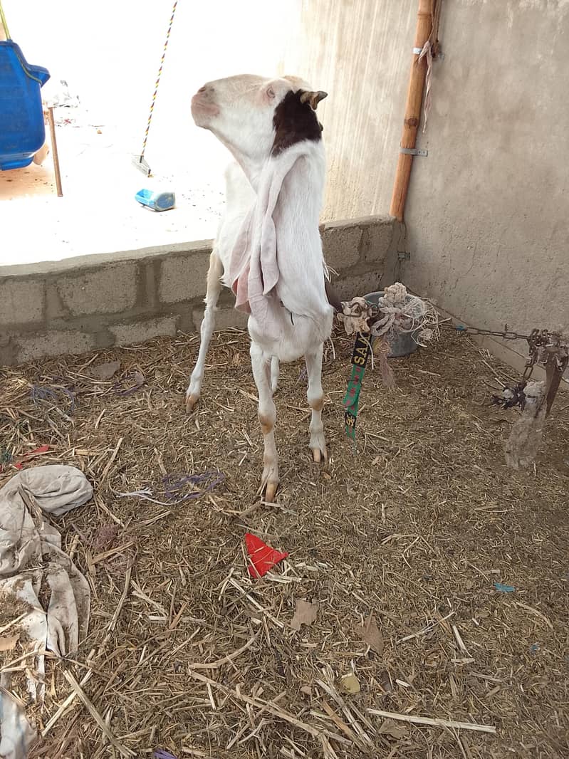 bakri 1
