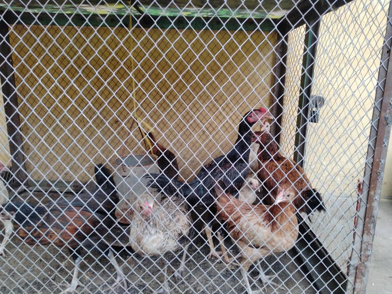 zafran hen 1