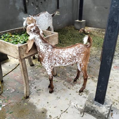 teen bkriyan Hain jinmen 2 bakriyan aur 1add urgent 6 Mah ka Bakra hai