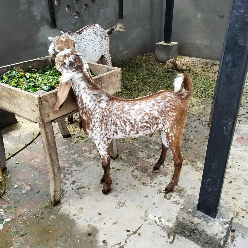 teen bkriyan Hain jinmen 2 bakriyan aur 1add urgent 6 Mah ka Bakra hai