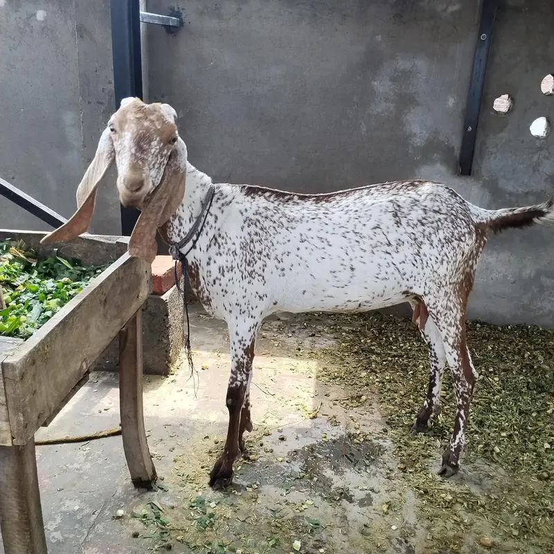 teen bkriyan Hain jinmen 2 bakriyan aur 1add urgent 6 Mah ka Bakra hai — photo 2