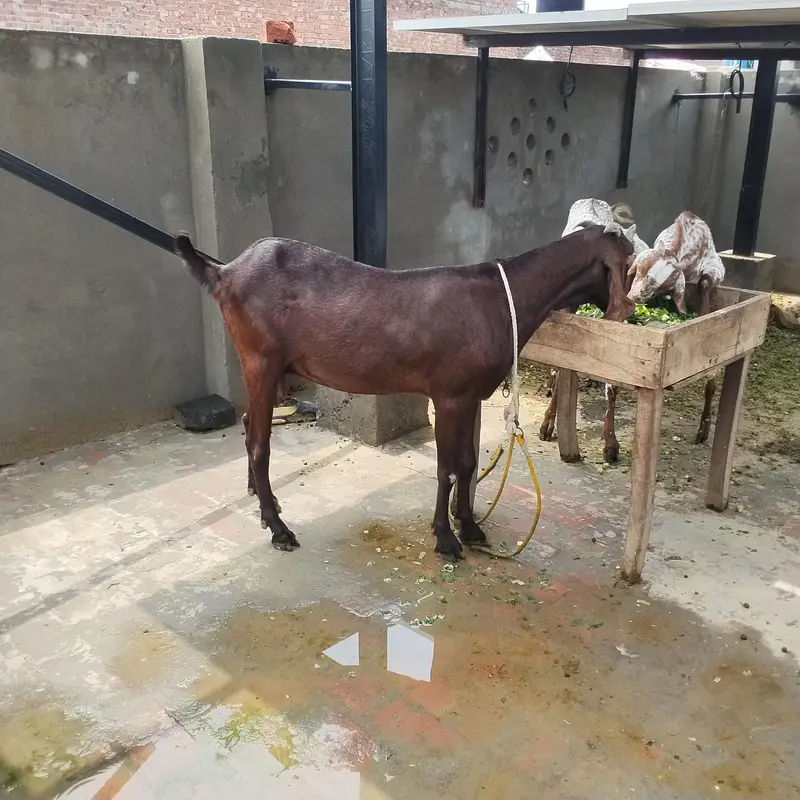 teen bkriyan Hain jinmen 2 bakriyan aur 1add urgent 6 Mah ka Bakra hai — photo 3